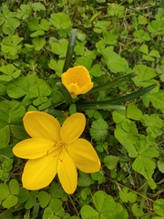 Sternbergia lutea