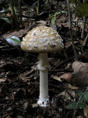 Pantherinae