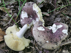 Russula ornaticeps