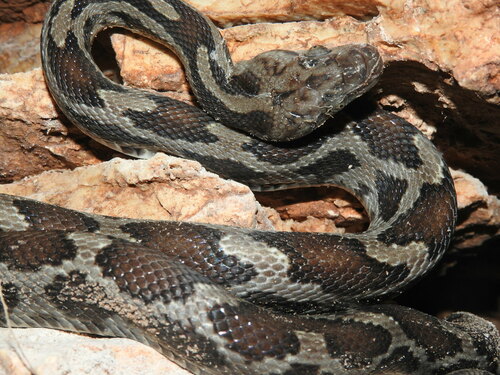 Yucatan Rat Snake