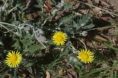 Arctotis arctotoides