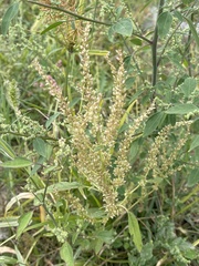 Amaranthus tuberculatus