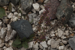Dracocephalum thymiflorum