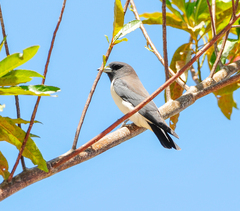 Artamus leucorynchus