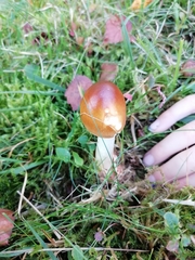 Amanita fulva