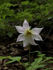 Dahlia tubulata