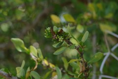 Canthium spinosum