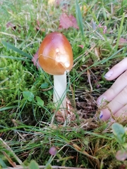 Amanita fulva