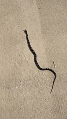 Pantherophis alleghaniensis