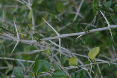 Canthium spinosum
