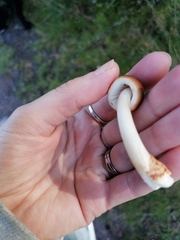 Amanita fulva
