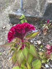 Celosia