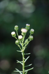 Senecio chrysocoma
