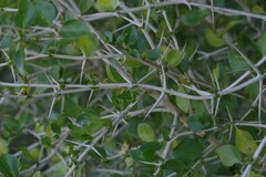 Canthium spinosum