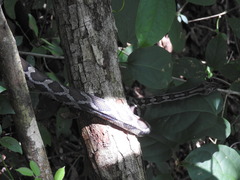 Yucatan Rat Snake