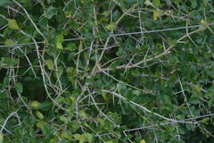 Canthium spinosum