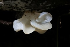 Pseudohydnum gelatinosum