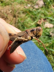 Melanoplus scudderi