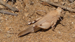 Oedipoda caerulescens