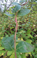 Lonicera periclymenum