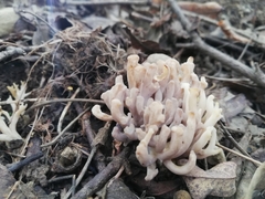 Clavulina cinerea