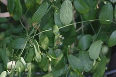 Cynanchum ellipticum