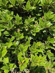 Ilex cornuta