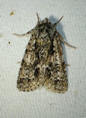 Acronicta impressa
