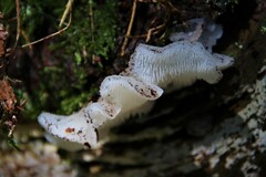 Pseudohydnum gelatinosum