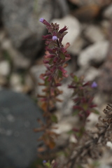 Dracocephalum thymiflorum