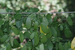 Cynanchum ellipticum