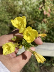 Oenothera oakesiana