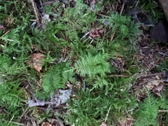 Thuidium tamariscinum