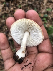 Leucoagaricus rubrotinctus