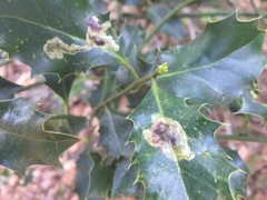 Phytomyza ilicis
