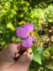 Rhexia virginica