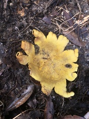 Scleroderma polyrhizum