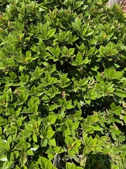 Ilex cornuta
