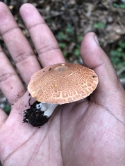 Leucoagaricus rubrotinctus