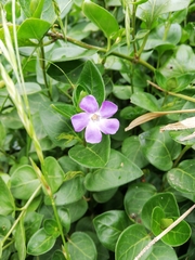 Vinca