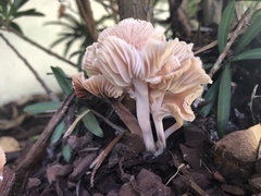 Gymnopus brassicolens