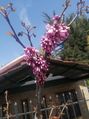 Cercis