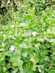 Vinca