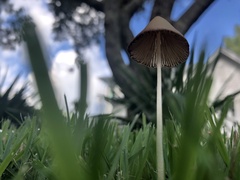 Conocybe apala