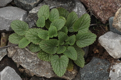 Dracocephalum thymiflorum