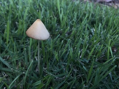Conocybe apala