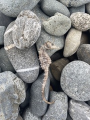 Hippocampus guttulatus