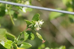 Cynanchum ellipticum