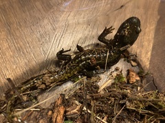 Ambystoma macrodactylum