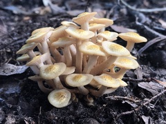 Desarmillaria caespitosa